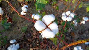 Η Ινδία καταργεί τον εισαγωγικό δασμό για το βαμβάκι