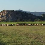 Κόκκαλης σε Τσιάρα: Συναγερμός στην κτηνοτροφία: 837 εστίες ευλογιάς, 225.000 ζώα θανατωμένα