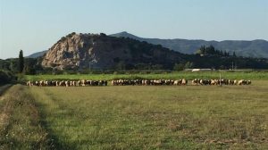 Κόκκαλης σε Τσιάρα: Συναγερμός στην κτηνοτροφία: 837 εστίες ευλογιάς, 225.000 ζώα θανατωμένα