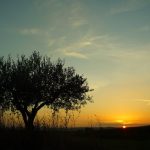 Ελιά : Πως να αυξήσουμε μέγεθος, βάρος καρπών και απόδοση σε λάδι