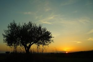 Ελιά : Πως να αυξήσουμε μέγεθος, βάρος καρπών και απόδοση σε λάδι