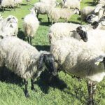 Η Περιφέρεια Θεσσαλίας χρηματοδοτεί έρευνα για προστασία του καραγκούνικου αιγοπρόβατου