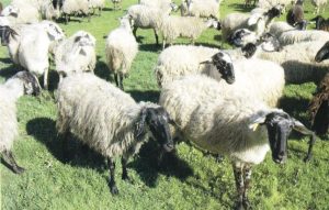 Η Περιφέρεια Θεσσαλίας χρηματοδοτεί έρευνα για προστασία του καραγκούνικου αιγοπρόβατου