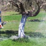 Μειωμένη καρποφορία και καιρικές συνθήκες δυσκολεύουν την εφαρμογή δακοκτονίας στην Κρήτη