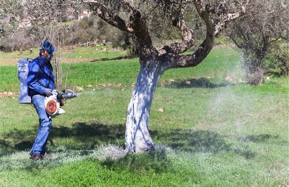 Μειωμένη καρποφορία και καιρικές συνθήκες δυσκολεύουν την εφαρμογή δακοκτονίας στην Κρήτη