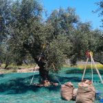 «Olive Alarm»: Ο ψηφιακός φύλακας των ελαιώνων ενάντια στην κλιματική απειλή