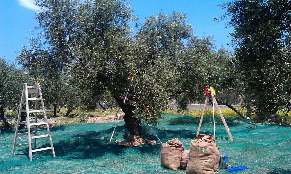 «Olive Alarm»: Ο ψηφιακός φύλακας των ελαιώνων ενάντια στην κλιματική απειλή