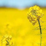 Η ΕΕ θα μειώσει τις εισαγωγές ελαιούχων σπόρων και ελαίων στη νέα σεζόν