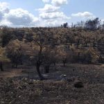 Επίσκεψη της ΠΟΓΕΔΥ στις πληγείσες περιοχές της Π.Ε. Αχαΐας