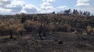 Επίσκεψη της ΠΟΓΕΔΥ στις πληγείσες περιοχές της Π.Ε. Αχαΐας