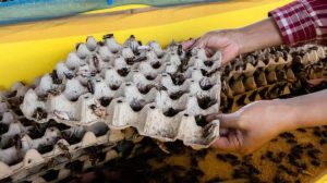 Η αγορά βρώσιμων εντόμων απογειώνεται – Στα 3,7 δισ. δολάρια έως το 2030