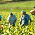 Κίνητρα για απασχόληση προσφύγων και μεταναστών στον αγροτικό τομέα