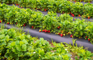 Σημαντικά πλεονεκτήματα σε πληθώρα καλλιεργειών προσφέρουν οι λύσεις εδαφοκάλυψης HELLAGRO - Fresher