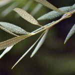 Φύλλα ελιάς: ένας μεγάλος θησαυρός που περιμένει να ανακαλυφθεί
