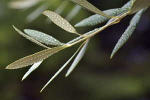 Φύλλα ελιάς: ένας μεγάλος θησαυρός που περιμένει να ανακαλυφθεί