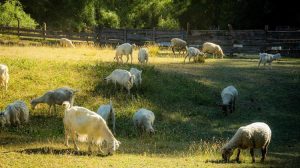 Ευλογιά αιγοπροβάτων: Ο Δημήτρης Κουρέτας καλεί το ΥΠΑΑΤ να υιοθετήσει το μοντέλο του μοριακού ελέγχου στο σάλιο