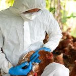 Ισπανία: Η γρίπη των πτηνών επανεμφανίστηκε και παγώνει τις εξαγωγές