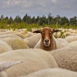 Συνεχίζονται οι έλεγχοι για την ευλογιά των αιγοπροβάτων από την Δ/νση Κτηνιατρικής της ΠΔΕ