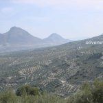 Πόσο κάνει το στρέμμα στην Ισπανία ;