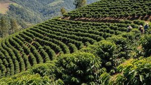 Το κόστος του καφέ: Πώς η ξηρασία επηρεάζει την καλλιέργεια και την αγορά