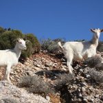 Από 21 Αυγούστου τα αιτήματα τροποποίησης στις Σπάνιες Φυλές