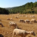 Δύο νέα κρούσματα ευλογιάς αιγοπροβάτων στην Καρδίτσα