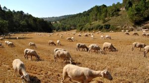 Δύο νέα κρούσματα ευλογιάς αιγοπροβάτων στην Καρδίτσα
