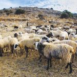 Αλλαγή κλίμακας στις de minimis για αιγοπροβατοτρόφους του νησιού ζητά η Περιφέρεια Κρήτης - Τυροκόμος