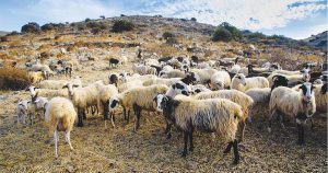 Αλλαγή κλίμακας στις de minimis για αιγοπροβατοτρόφους του νησιού ζητά η Περιφέρεια Κρήτης - Τυροκόμος