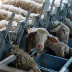 Eκτός ενίσχυσης ζωοτροφών οι μονάδες που έχασαν ζώα ελέω ζωονόσων το 2024
