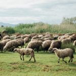 Οδηγίες ΔΑΟΚ Περιφέρειας Δυτικής Ελλάδας σε πυρόπληκτους κτηνοτρόφους για αποζημιώσεις - Τυροκόμος
