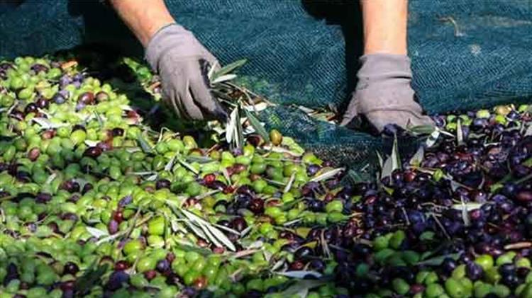 ΑΚΚΕΛ: Η Ελλάδα δεν είναι πειραματόζωο – Η ελαιοπαραγωγή δεν θα πεθάνει με QR code