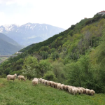 Καταστρέφεται η ελληνική  κτηνοτροφία, ούτε μέτρα  ούτε λεφτά για ζωοτροφές