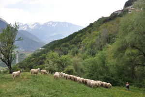 Καταστρέφεται η ελληνική  κτηνοτροφία, ούτε μέτρα  ούτε λεφτά για ζωοτροφές