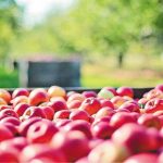 Σταθερή περί τους 10,5 εκατ. τόνους αναμένει την φετινή παραγωγή ευρωπαϊκών μήλων η WAPA - Fresher