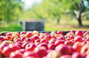 Σταθερή περί τους 10,5 εκατ. τόνους αναμένει την φετινή παραγωγή ευρωπαϊκών μήλων η WAPA - Fresher