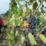 Άμεση δράση για εξαίρεση κρασιών από δασμούς ΗΠΑ ζητά η Ευρωπαϊκή Επιτροπή Εταιρειών Οίνου - Winetrails