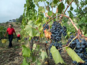 Άμεση δράση για εξαίρεση κρασιών από δασμούς ΗΠΑ ζητά η Ευρωπαϊκή Επιτροπή Εταιρειών Οίνου - Winetrails
