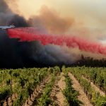 Καμπανάκι ΣΕΟ για τον αντίκτυπο των πυρκαγιών στους ελληνικούς αμπελώνες - Winetrails