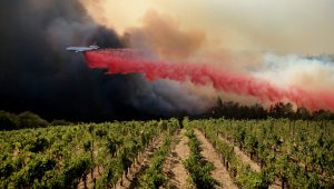 Καμπανάκι ΣΕΟ για τον αντίκτυπο των πυρκαγιών στους ελληνικούς αμπελώνες - Winetrails
