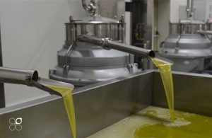 Ελαίας Καρπός