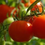 Υπερπαραγωγή βιομηχανικής ντομάτας στη Θεσσαλία