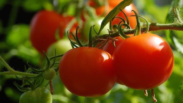 Υπερπαραγωγή βιομηχανικής ντομάτας στη Θεσσαλία