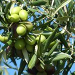 Πώς μπορείς να αυξήσεις το λάδι και το βάρος της ελιάς σου έως και 22% – Η μέθοδος που δουλεύει στους ελληνικούς ελαιώνες