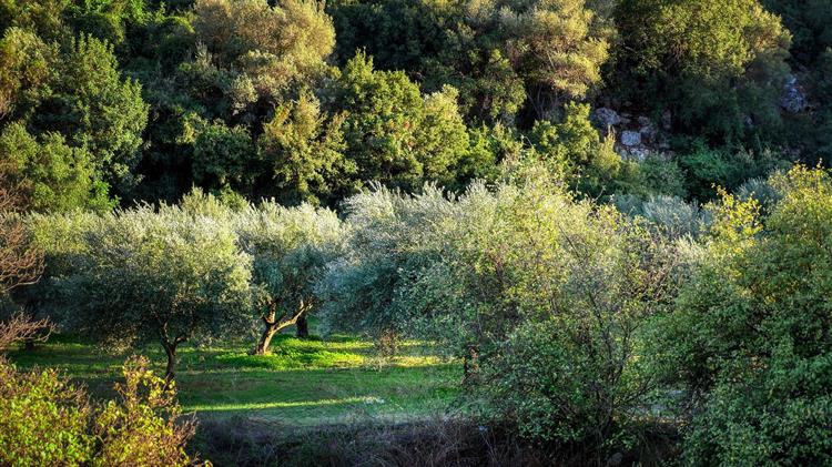 Επιστημονική τεκμηρίωση για την αναβολή του δολωματικού ψεκασμού στον Πτελεό