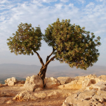 Παρατηρητήριο Τιμών Ελαιολάδου (8/8/2025)