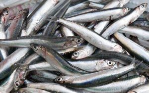 Κατοχυρώνονται ως προϊόντα ΠΓΕ η σαρδέλα και η γαρίδα Αμβρακικού