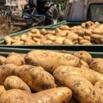 Αυξήθηκαν 3,48% οι εισαγωγές φρούτων και λαχανικών στο α’ επτάμηνο 2025