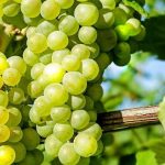 Σαπίζουν τα σταφύλια πριν καν τα πουλήσεις; Δες τη λύση που σώζει τη σοδειά από Βοτρύτη και καφέτιασμα