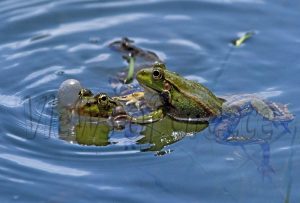 Διχασμός στη Θεσσαλία με  την ΚΥΑ για φερτά υλικά, δικαιώνει τους ακαμάτηδες